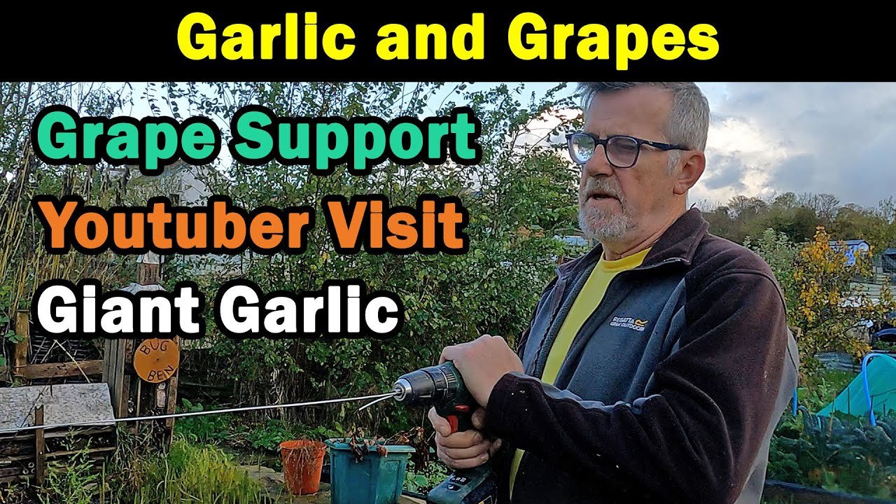 Giant German Garlic | Grape Supports | Youtuber Visit | Green Side Up