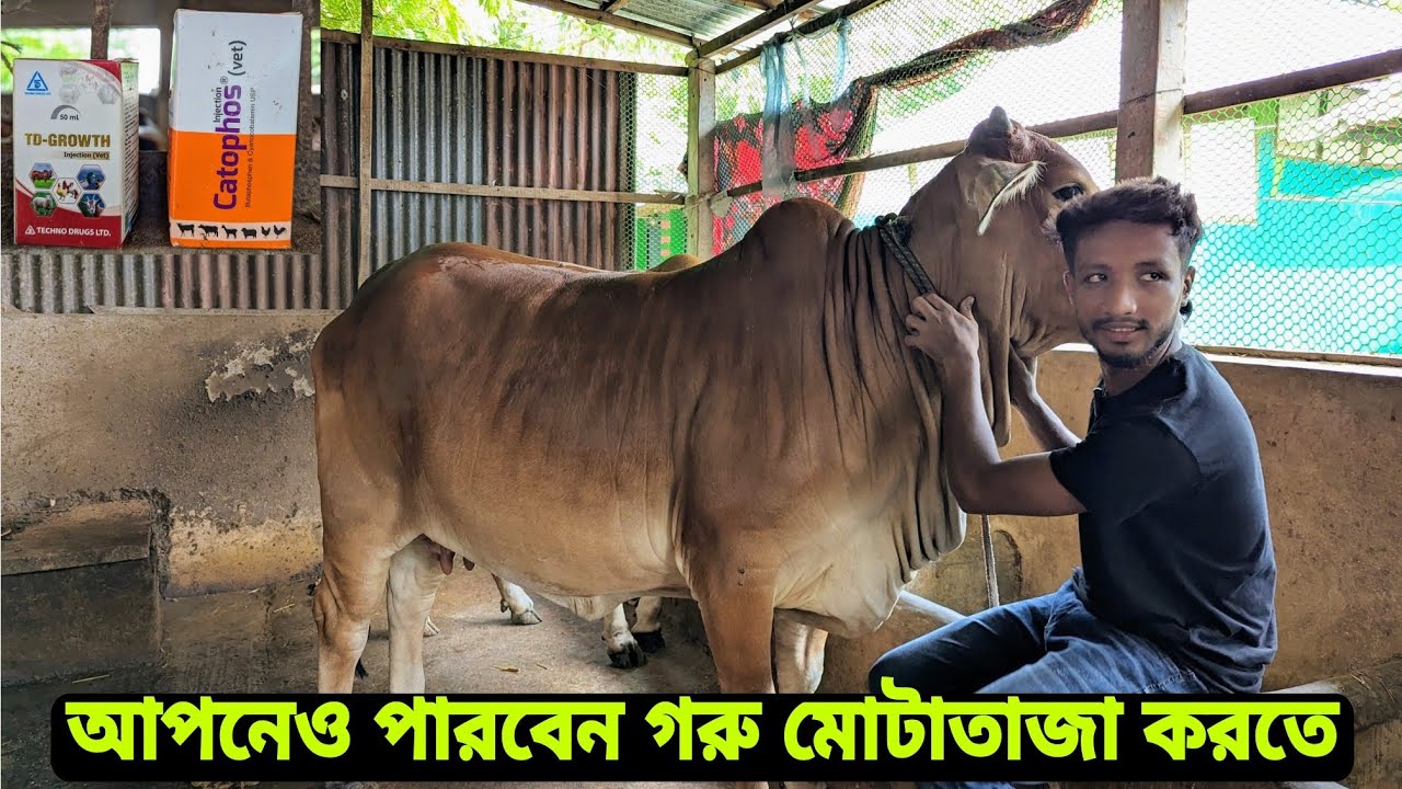 @আপনিও পারবেন গরু মোটাতাজা করতে।। সফল খামারি।।🙂🇧🇩🐄