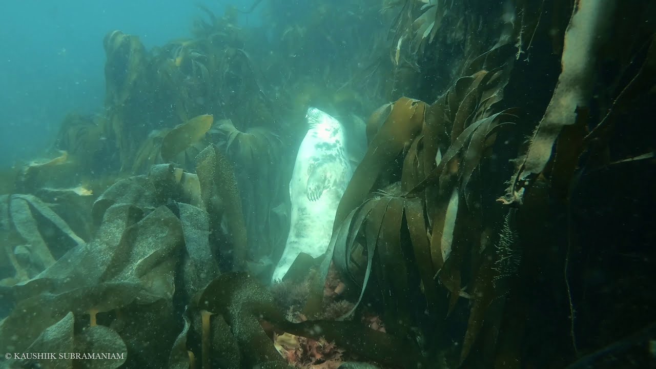 Seals Can Sleep Underwater?!