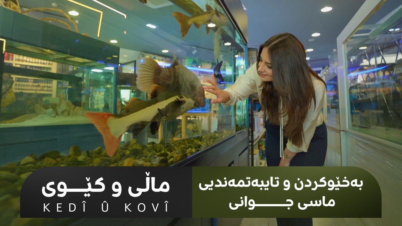 KEDÎ Û KOVÎ | ماڵی و کێوی- بەخێوکردن و تایبەتمەندیی ماسی جوانی