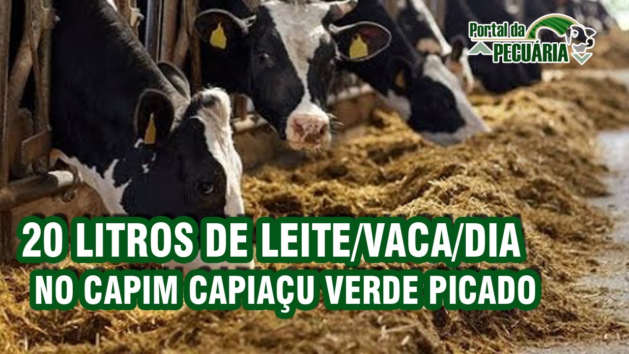 20 litros de leite/vaca/dia no capim capiaçu verde picado