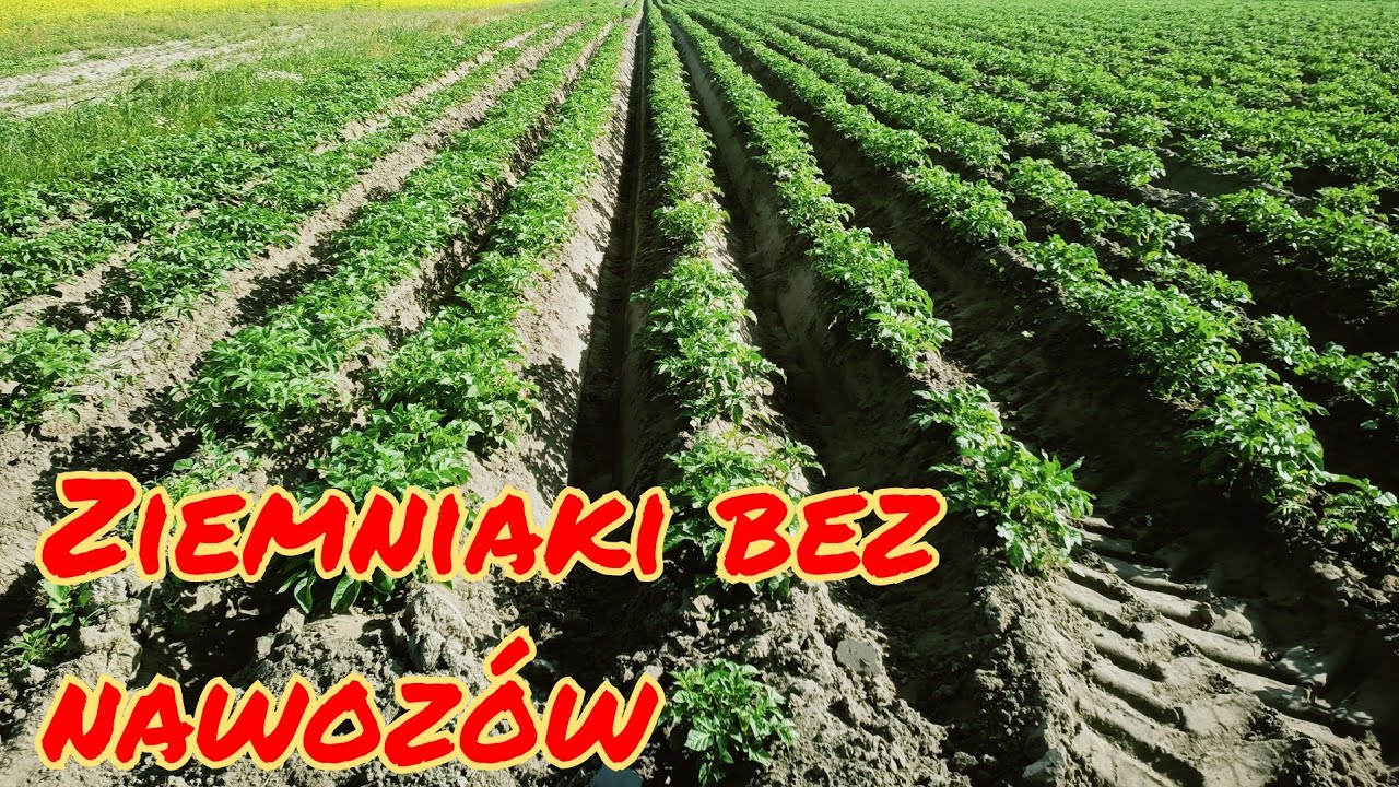 Ekologiczna uprawa ziemniaków Czy to możliwe???