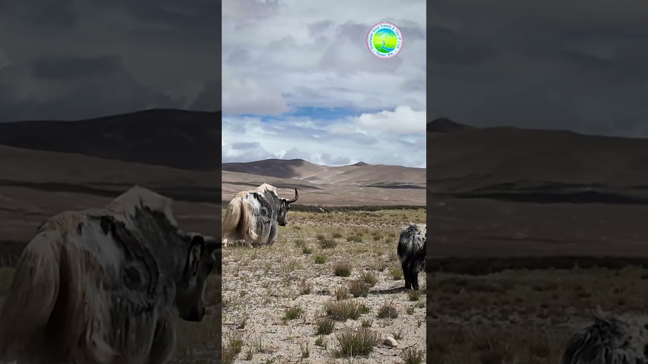 Majestic Yaks Caravan in Tibet, Mt. Kailash Tour, Best of Tibetan Wildlife, Mansarovar Lake Tour
