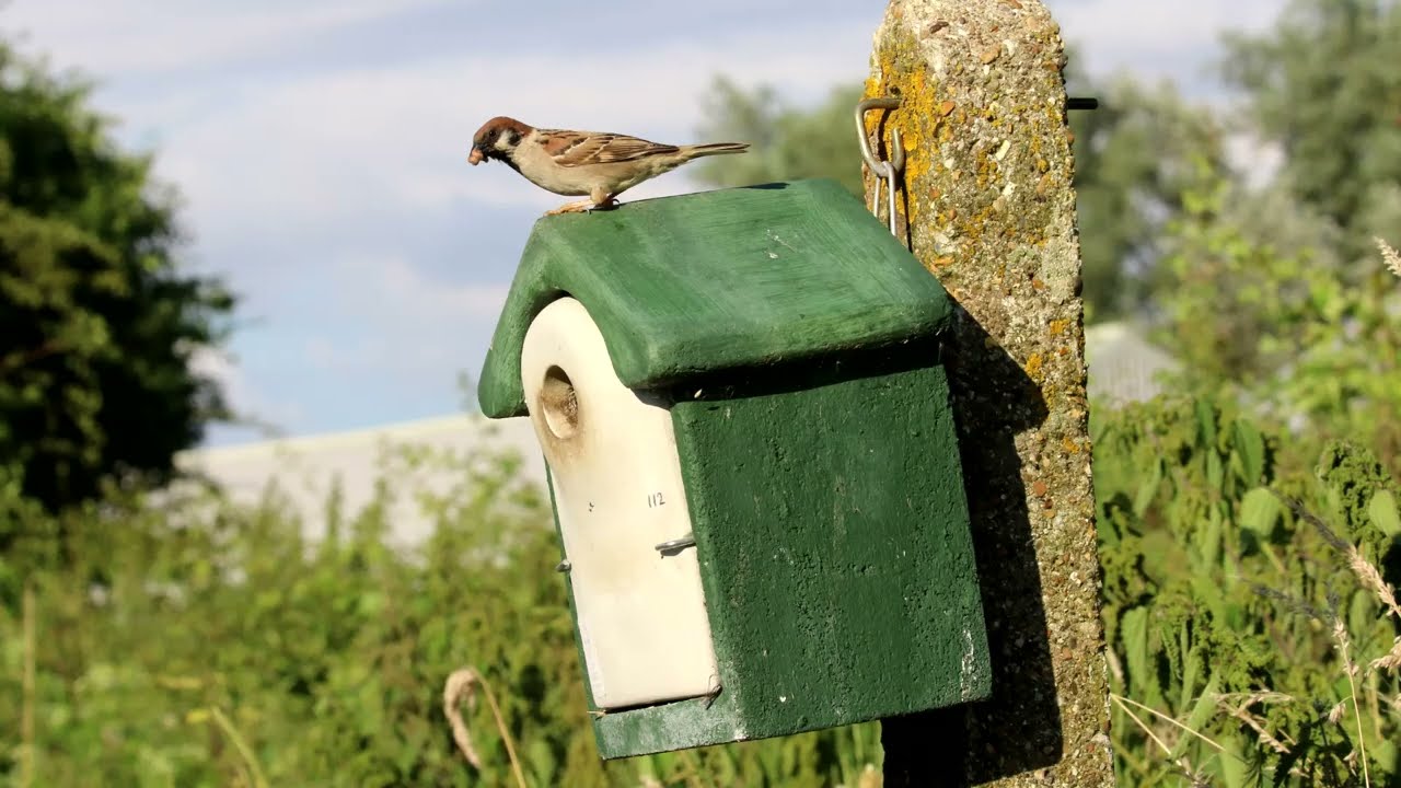 Where to site your nest boxes