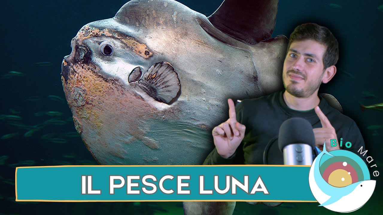 PESCE LUNA (MOLA MOLA): IL PESCE PIU' PESANTE AL MONDO - BIOMARE #33 - SUB H2O