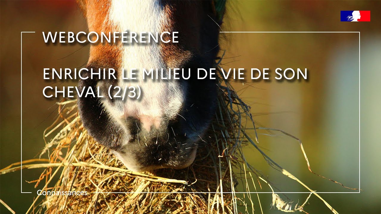 Enrichir le milieu de vie de son cheval : partie 2/3 - Alice Ruet