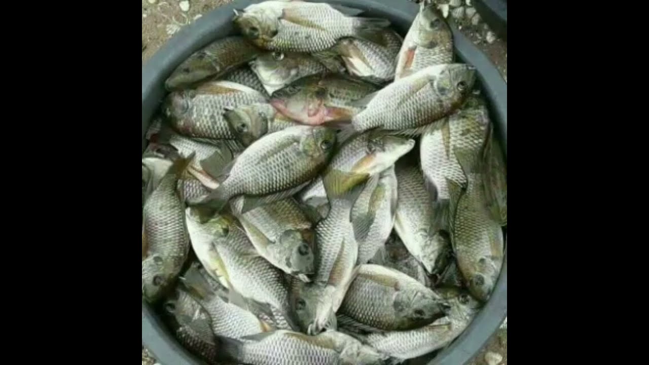 Découverte Oussouye casamance 🇸🇳