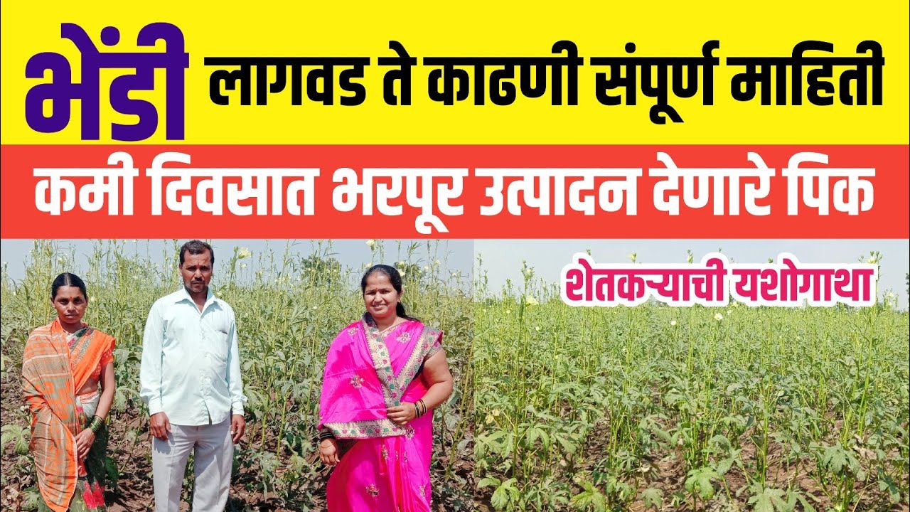 भेंडी लागवड कमी खर्चात जास्त उत्पादन भरपूर नफा