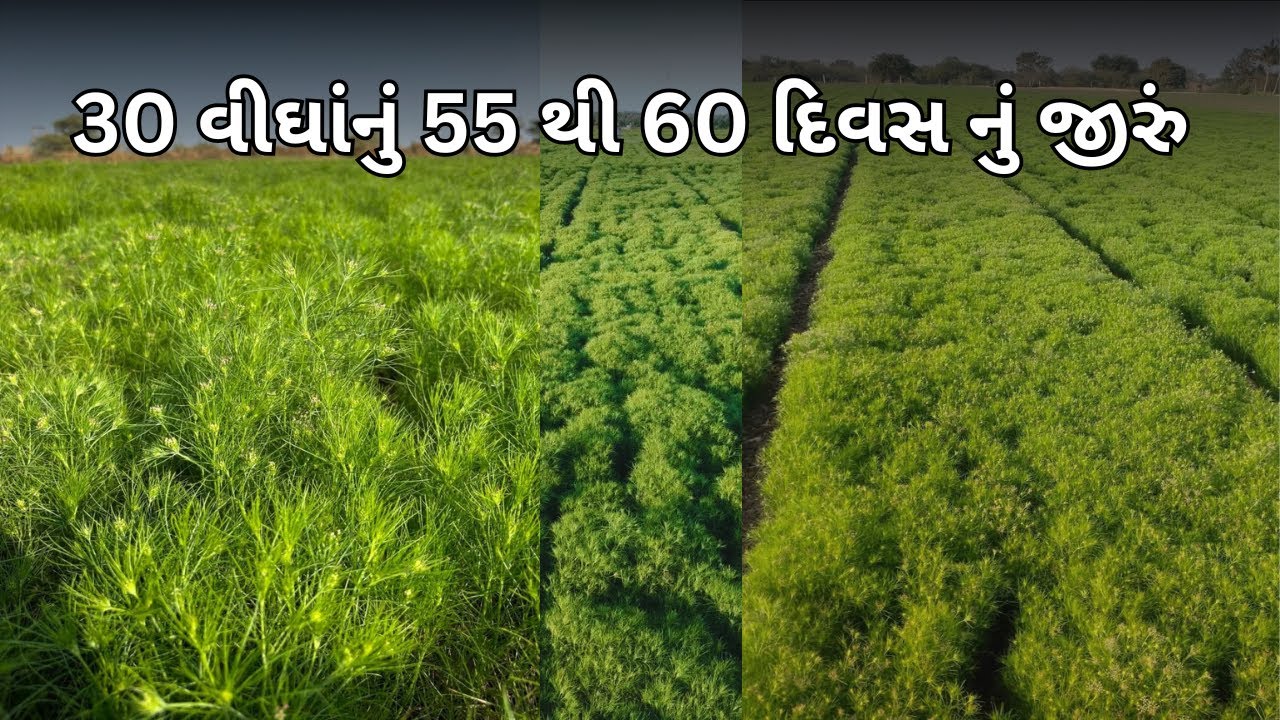 30 વીઘામાં લહેરાતું જીરું | ખેડૂતો માટે પ્રેરણાદાયક દૃશ્ય  | Gujarati Farming | cumin farming