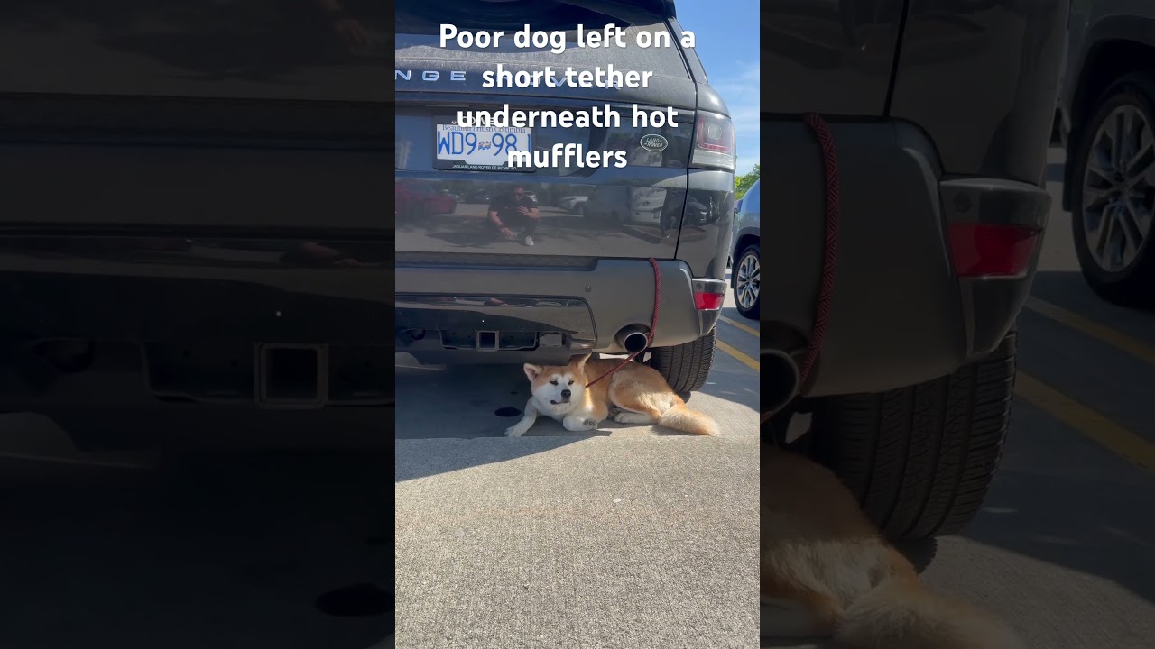 Animal cruelty, awareness, Burnaby Costco