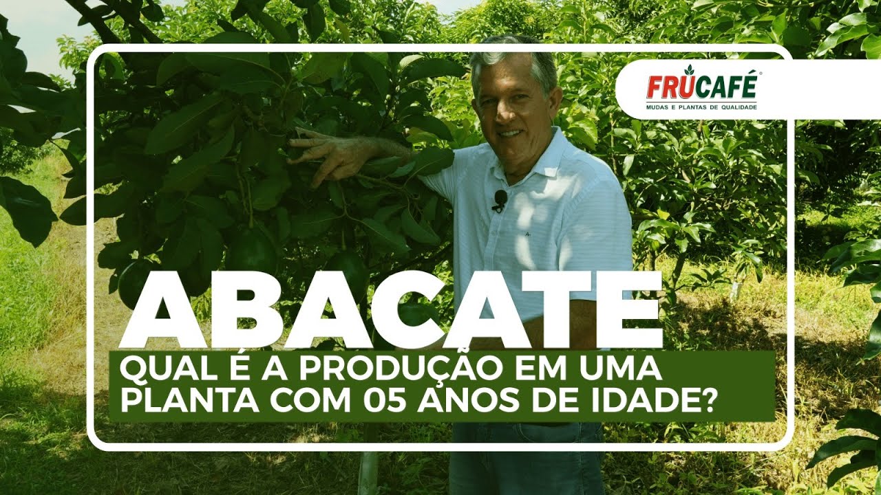 Qual é a Produção em uma Planta de Abacate, com 05 Anos de Idade? E, Outras Dicas