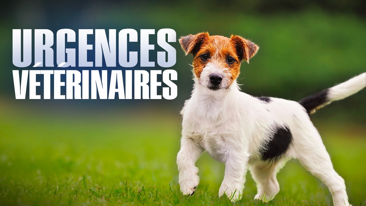 Un chien op&eacute;r&eacute; pour un bout de plastique : URGENCES V&Eacute;T&Eacute;RINAIRES - Documentaire Complet - BSF