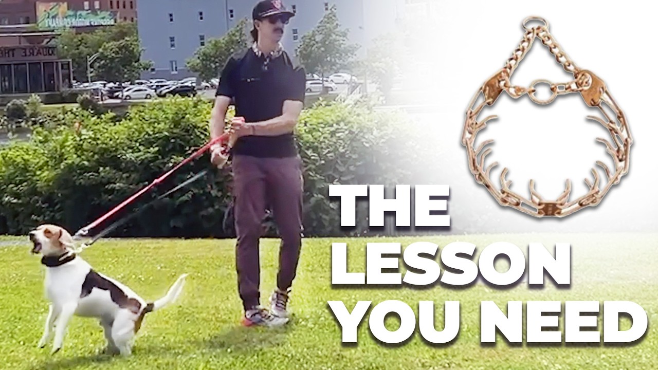Почему ваша реактивная собака все еще тянет поводок на прогулках