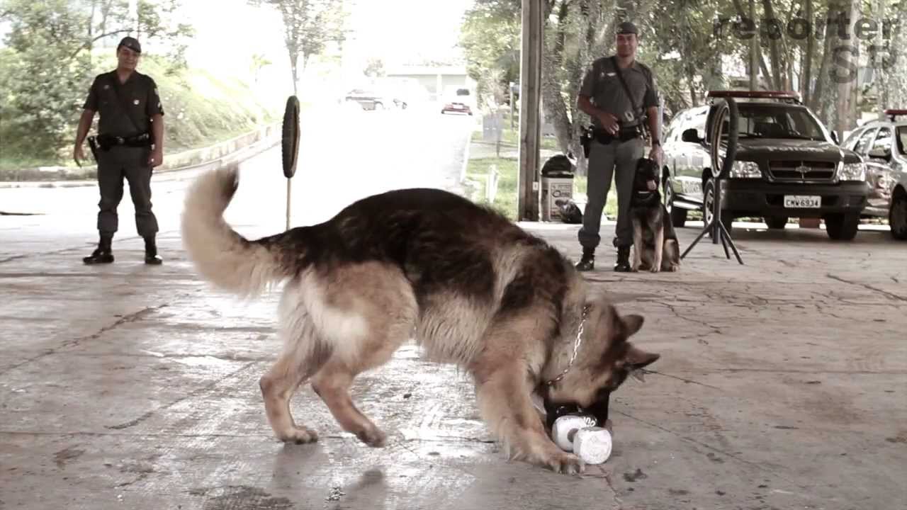 Cães reforçam o trabalho da Polícia Militar