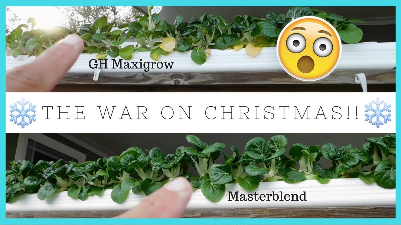 Masterblend vs Maxigrow Hydroponic nutrients