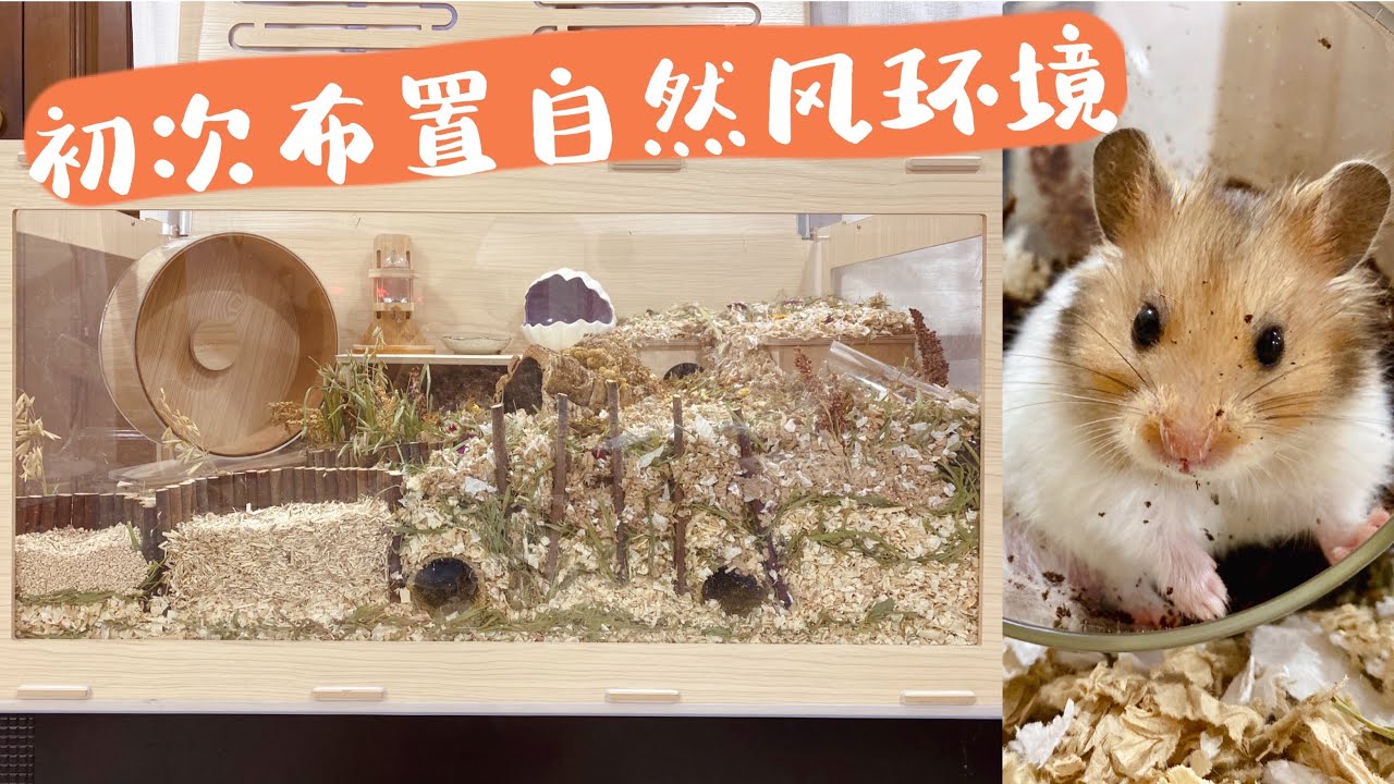 仓鼠笼造景 | Wildy的笼子布置❶ | 29/04/2020 \ Nature Hamster Cage Setup