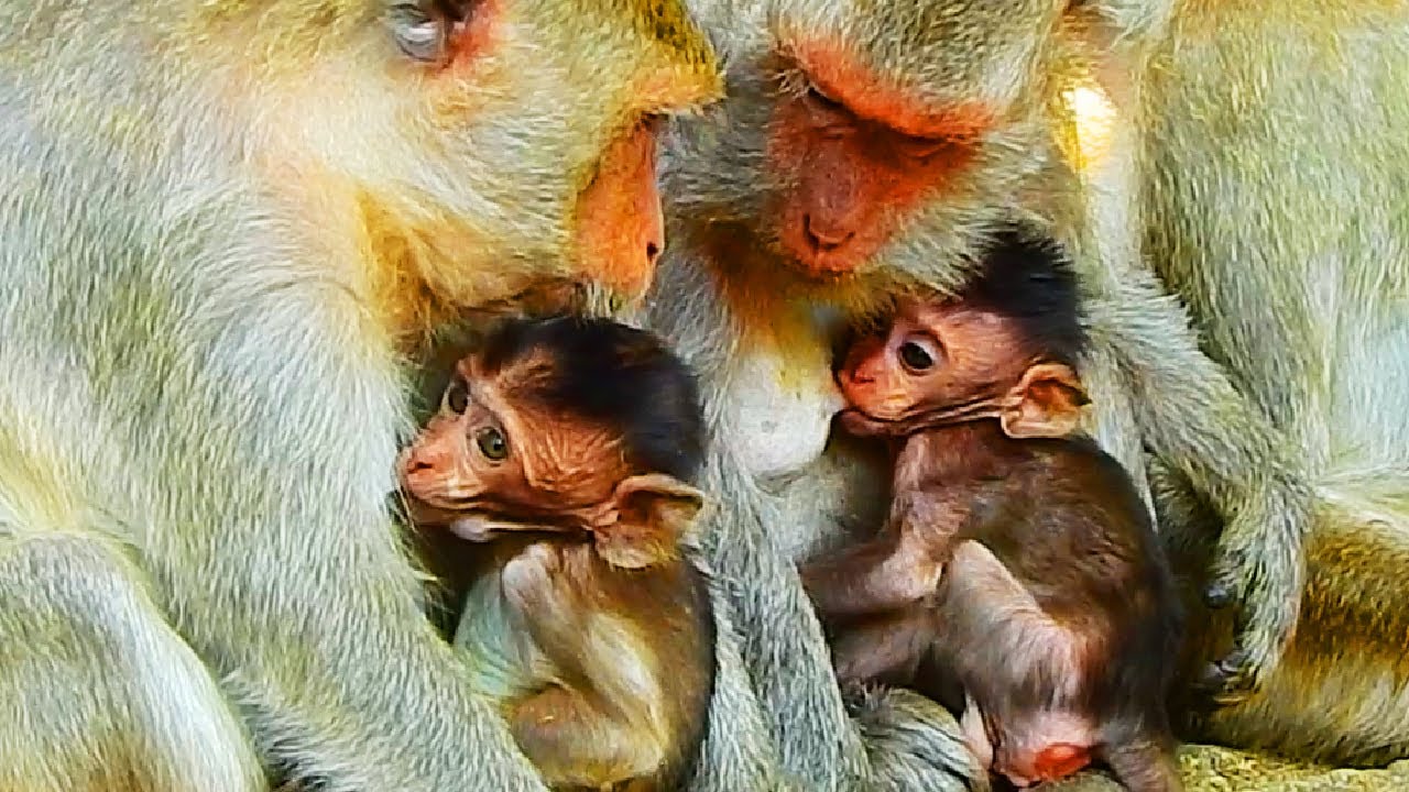 So Beautiful Baby Monkeys Getting Milk Very Fast Not Wait Till Full Belly.