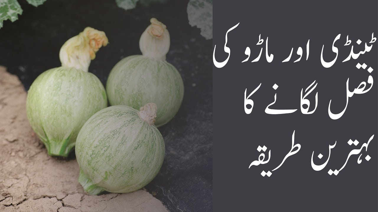 How to grow Tinda Vegetable || Marrow Ki Fasal || Agriculture Guru