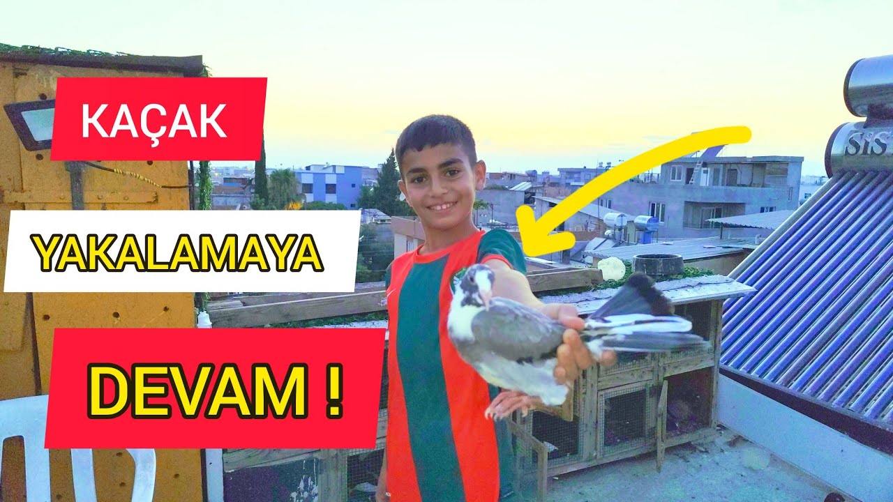 KÜÇÜK BORAN KAÇAK GÜVERCİN YAKALADI EĞİTİMİ MEMOLİ USTASİNDAN ALDİ !