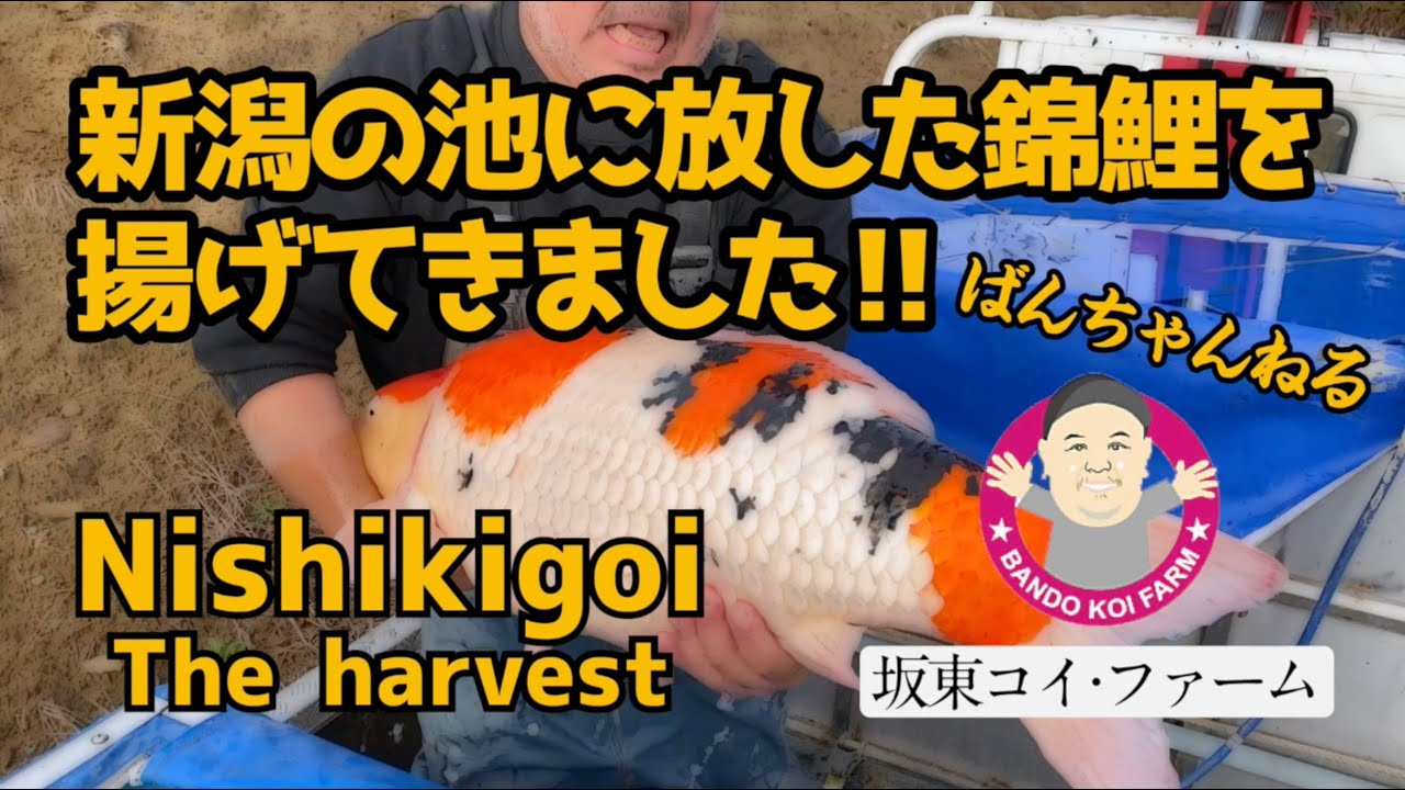 ［坂東コイ・ファーム］ばんちゃんねる　新潟の池に放した錦鯉を揚げてきました‼︎　#立て鯉 #tategoi #阪井養魚場 #伊佐養鯉場 #koi #koifish #錦鯉