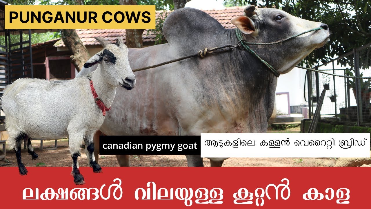 ലക്ഷങ്ങൾ വിലയുള്ള PUNGANUR COW, GOAT Canadian Pygmy 🐐 Variety Animals 
