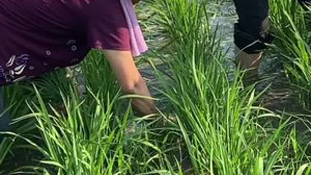 #我的乡村生活 #一份耕耘一份收获 #除草 #我的农村生活 #三农