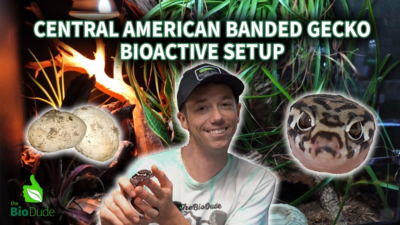 How to Set Up a Bioactive Enclosure for Central American banded geckos