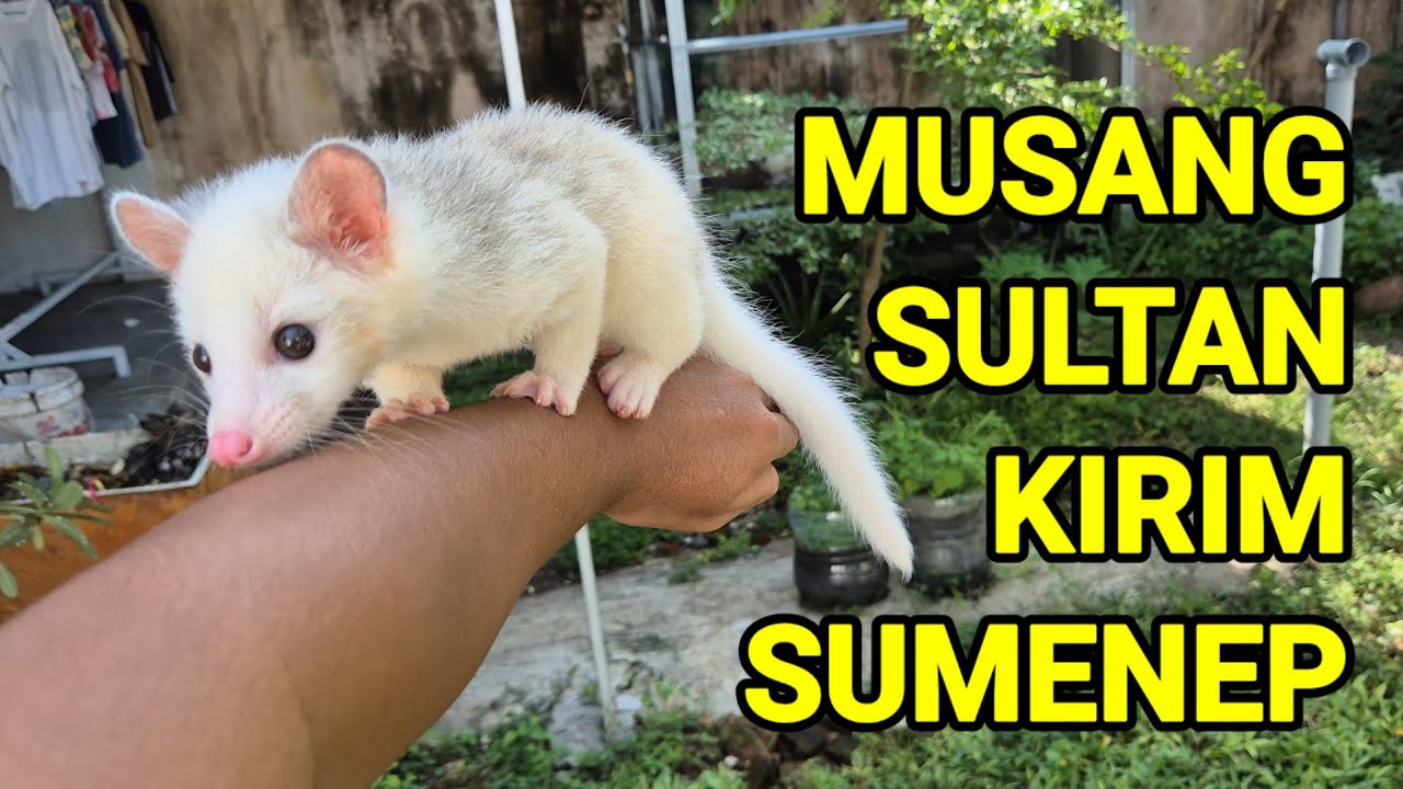 Musang Special untuk Adopter Istimewa... 