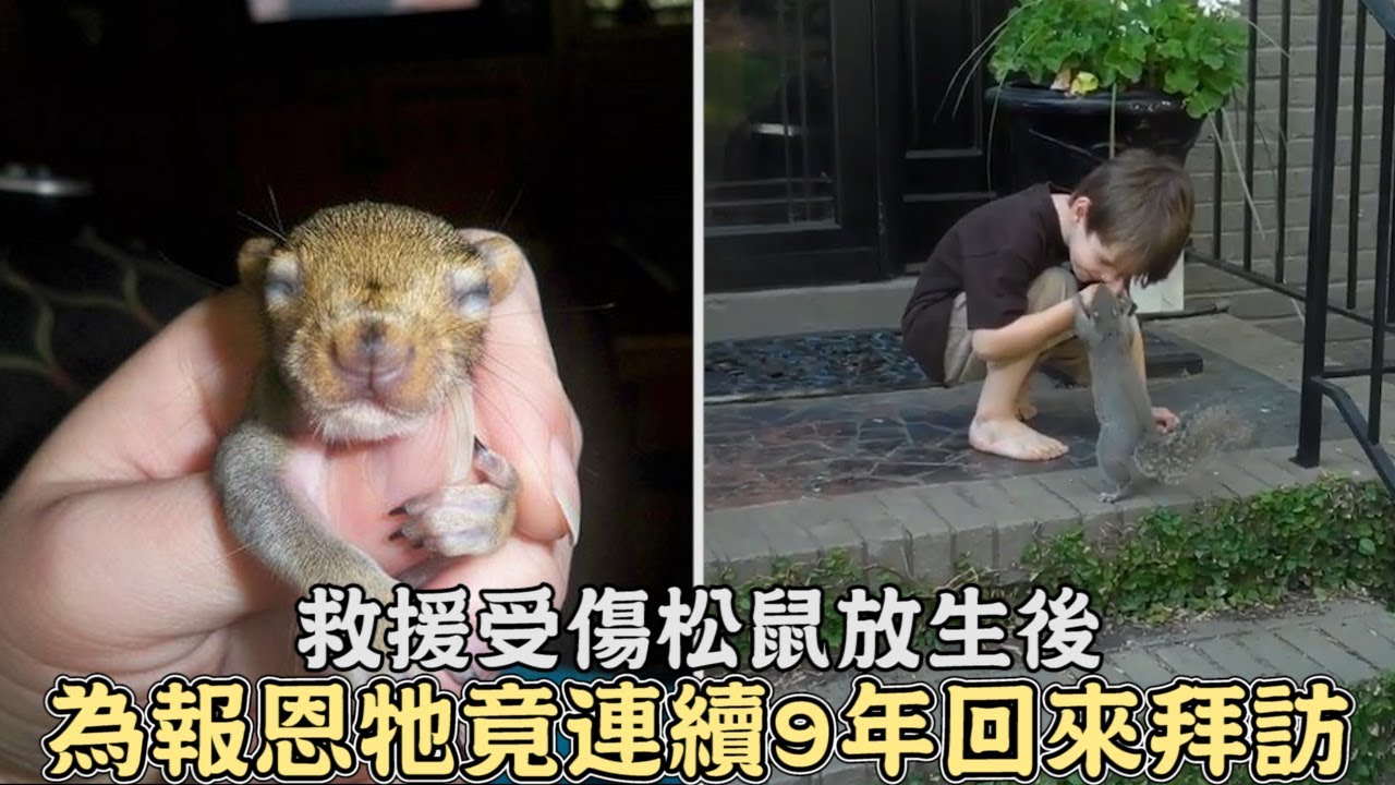 女子救援受傷松鼠放生後,為報恩松鼠竟連續9年回來拜訪恩人!｜#動物救援｜#救援｜#感動｜#暖心｜#報恩