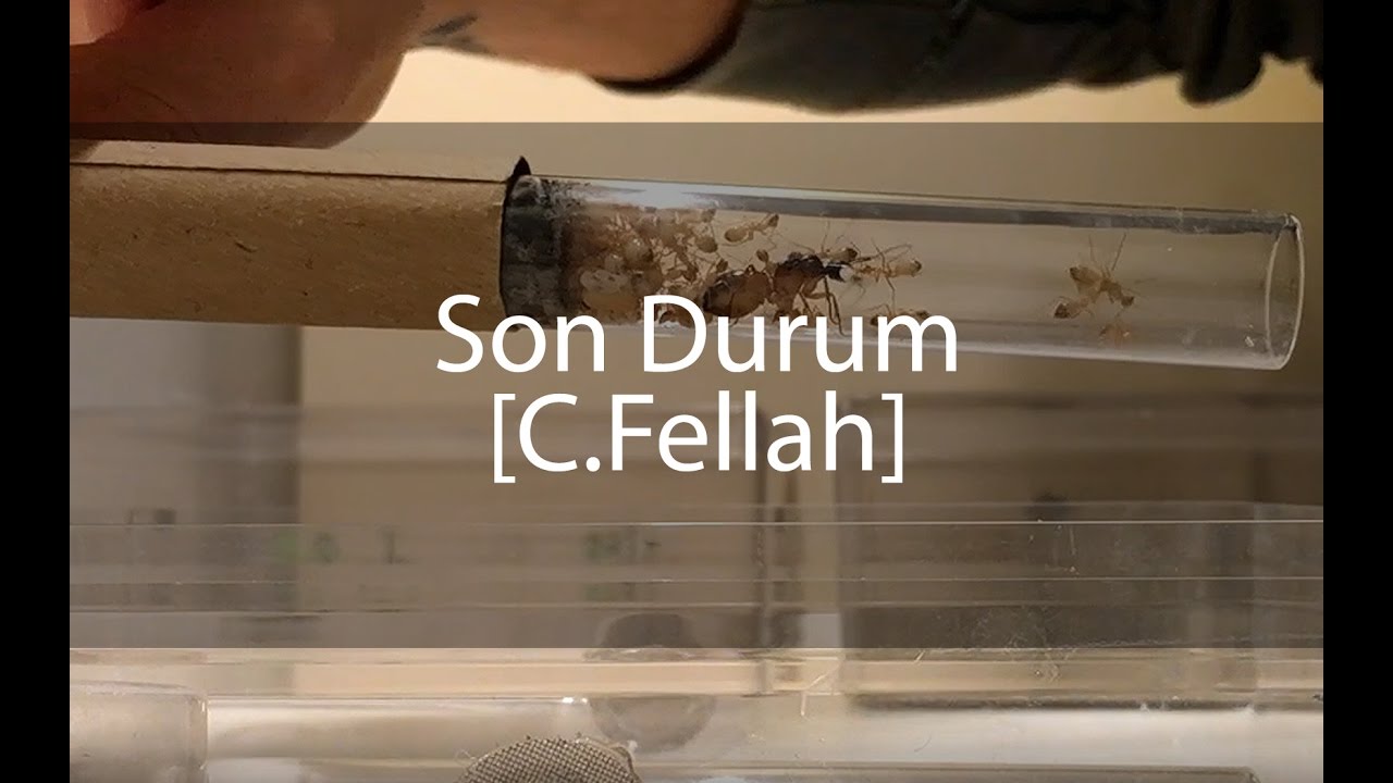 Camponotus Fellah Son durum ve kış uykusu sohbeti