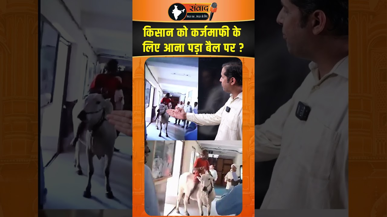 किसान को कर्जमाफी के लिए आना पड़ा बैल पर ? |viralnews |trendingnews