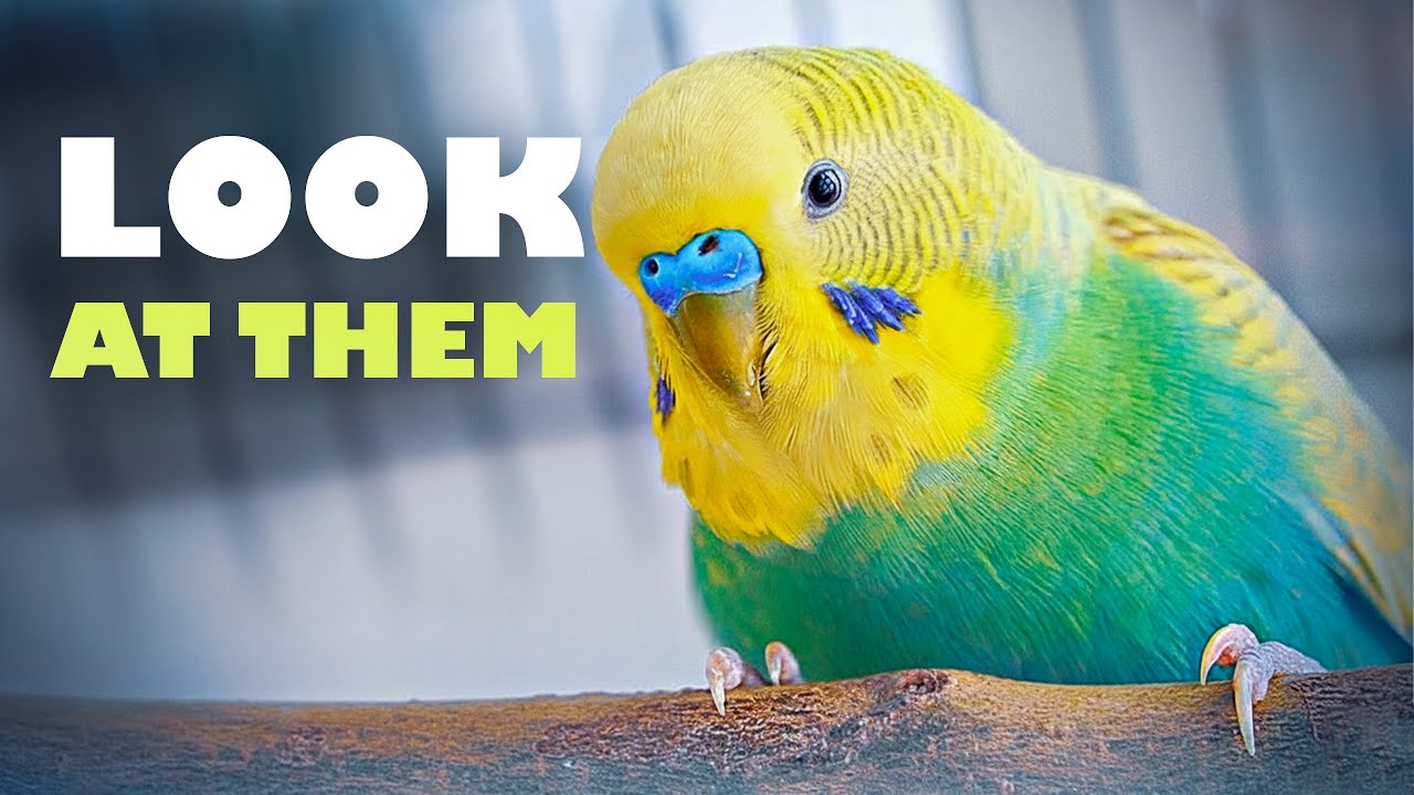 Budgie Growth Stages | Day 186 of Babies Time lapse🐦