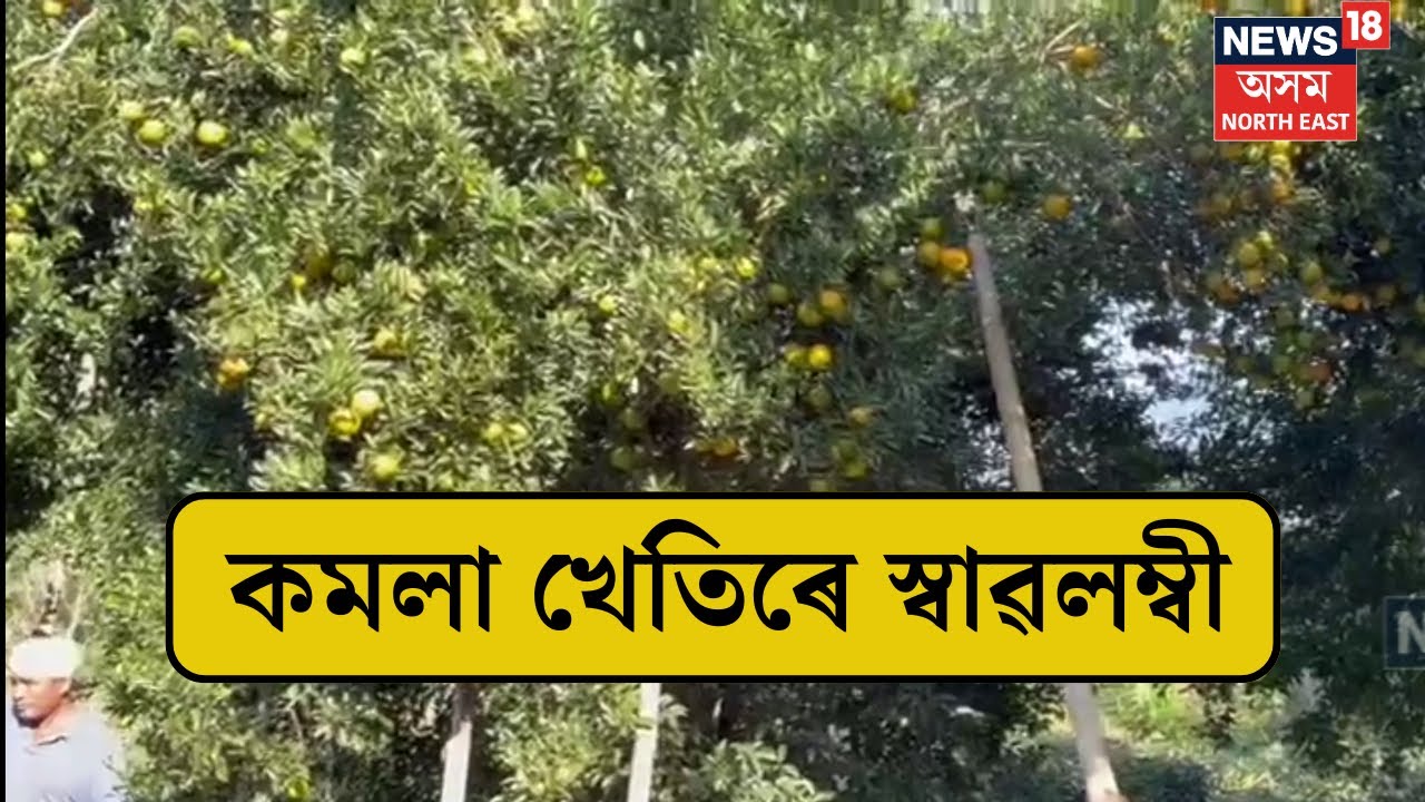 Dhemaji News : ধেমাজিত কমলা খেতিৰে স্বাৱলম্বী প্ৰফুল্ল শইকীয়াৰ পৰিয়াল | N18V