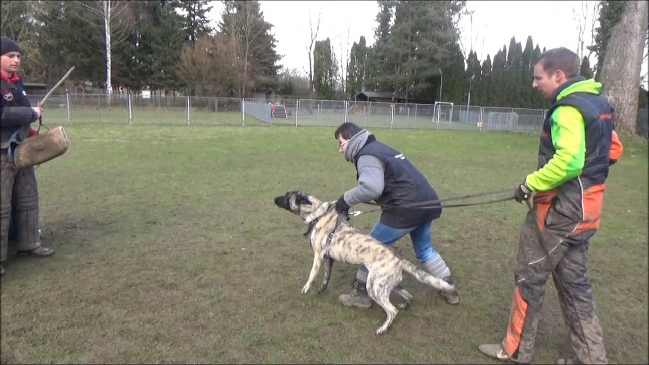 Seminar KayserDog Verbellen