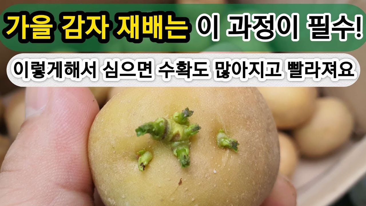 가을감자 재배는 이 과정이 필수! - 이렇게 해서 심으면 수확량도 많아지고 수확이 빨라져요