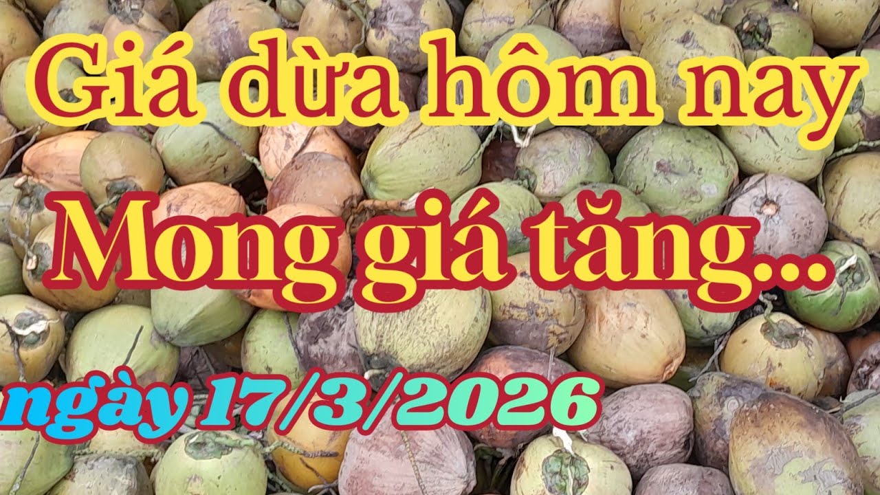 Giá dừa hôm nay, giá chưa có tin vui cho bà con...