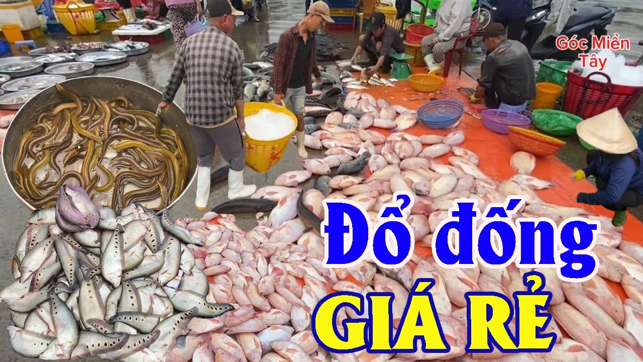 Cập Nhật Tình Hình Chợ Cá Đổ Đống Giá Quá Rẻ | Góc Miền Tây #587