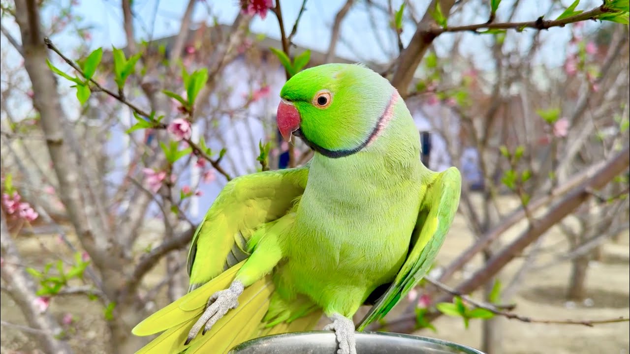 Indian Ringneck Parrot Natural Chirping Sounds | Natural Birds Sounds