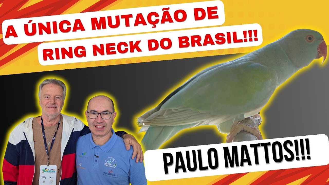 RARÍSSIMO!!!RING NECK FALLOW BRONZE SÓ TEM ELE NO BRASIL!!!