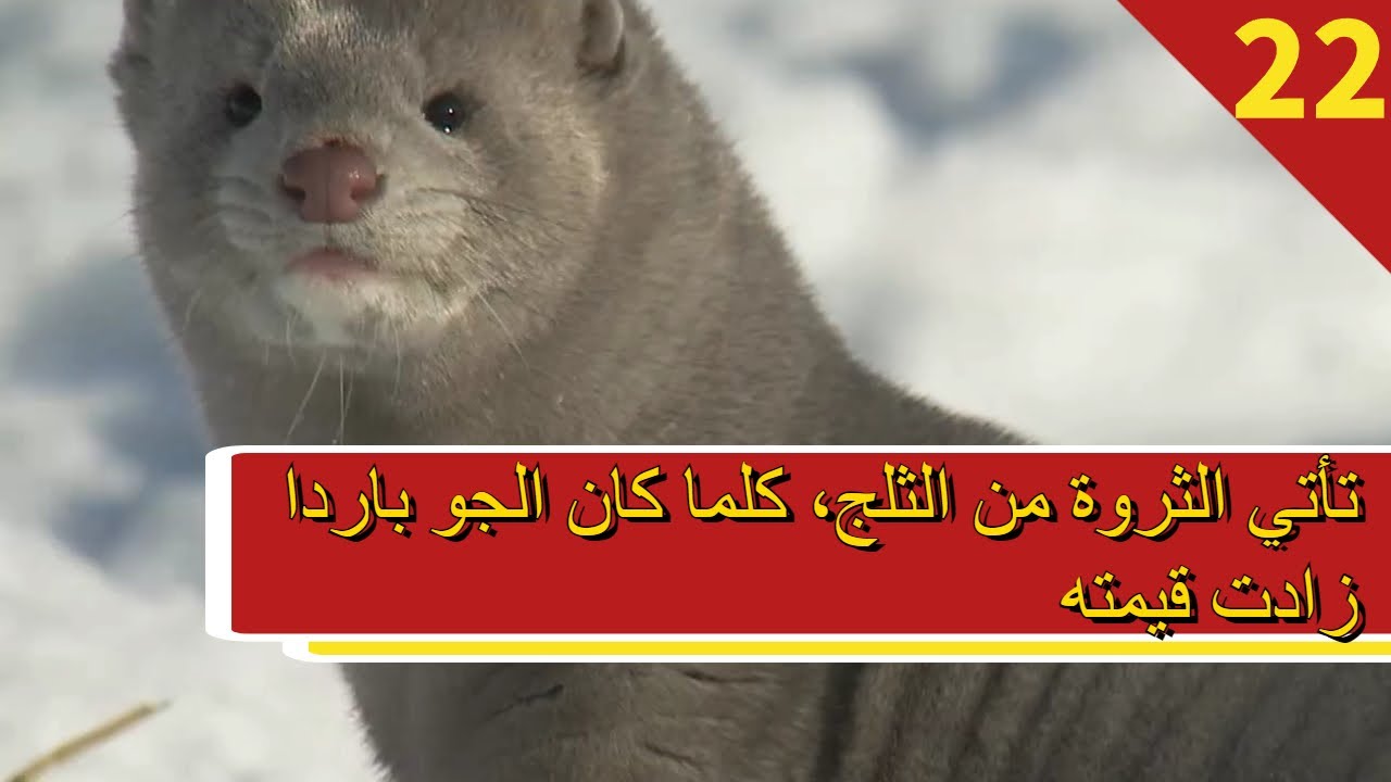 مزرعة الصين - الحلقة 22 تأتي الثروة من الثلج، كلما كان الجو باردا زادت قيمته