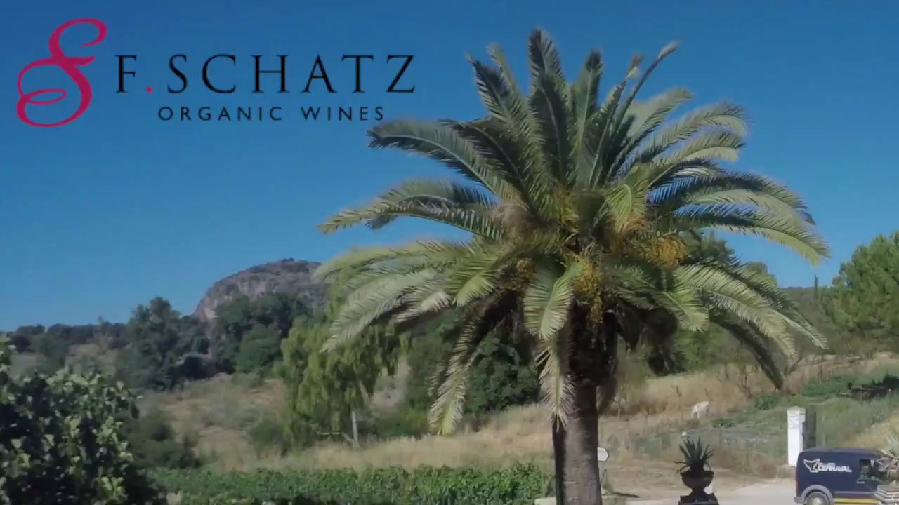Bodegas F. Schatz,  Serrania de Ronda, Málaga, Spain. VINEYARDS AND DRONE 4K