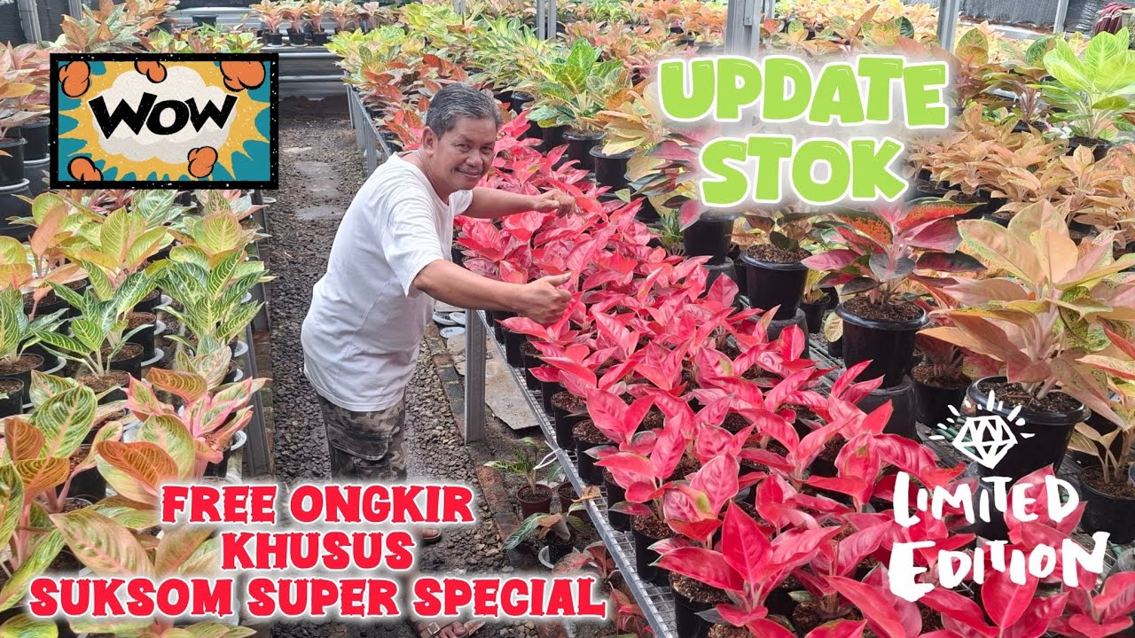BANYAK STOK BARU !! KOLEKSIAN LOKALAN TERJANGKAU !!!
