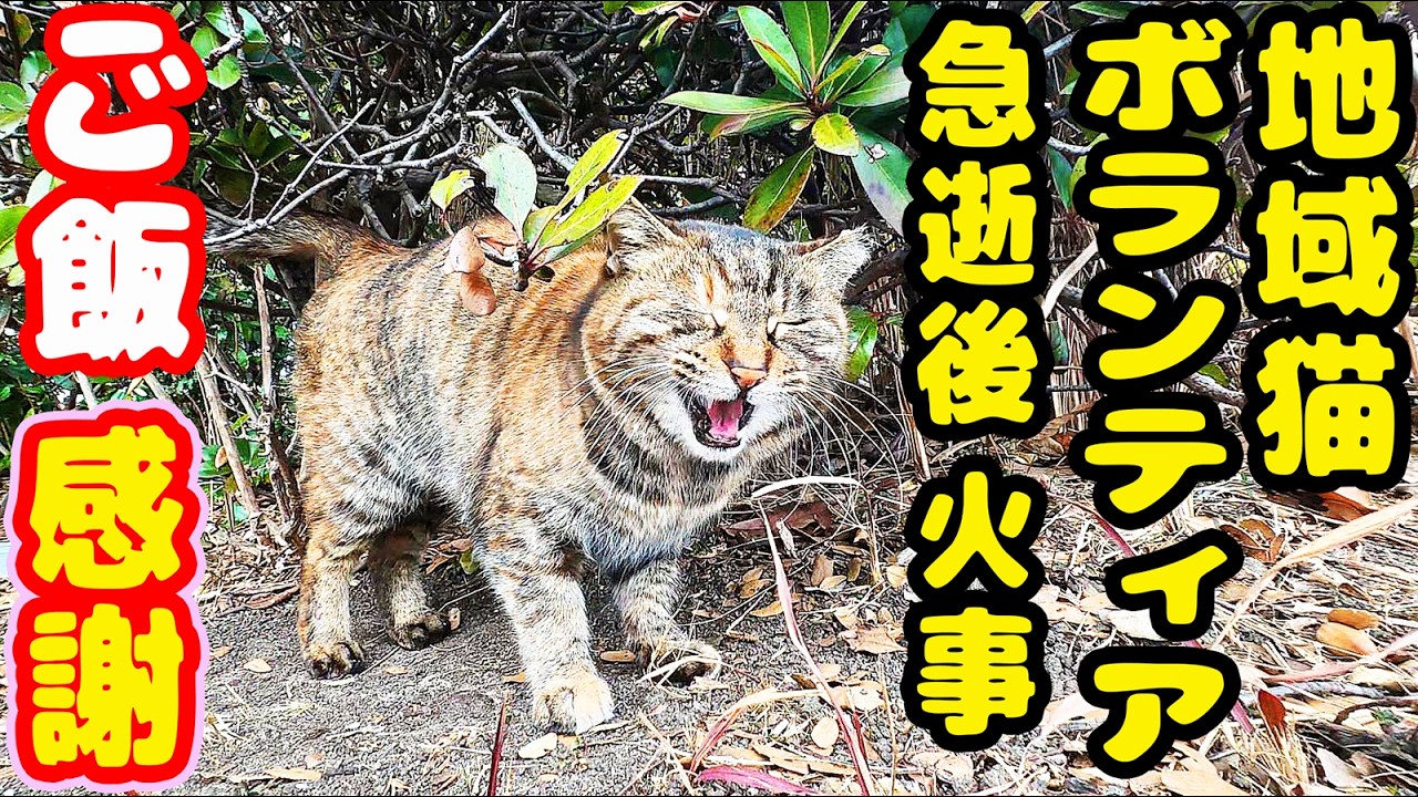 地域猫ボランティアさん急逝後 火事 猫たちにご飯をいっぱい持っていくと・・・ さくらねこへのエサやり【視聴だけでも猫を助けることになります】支援者様 視聴者様 猫たちに神のご加護を！野良猫の感動猫動画