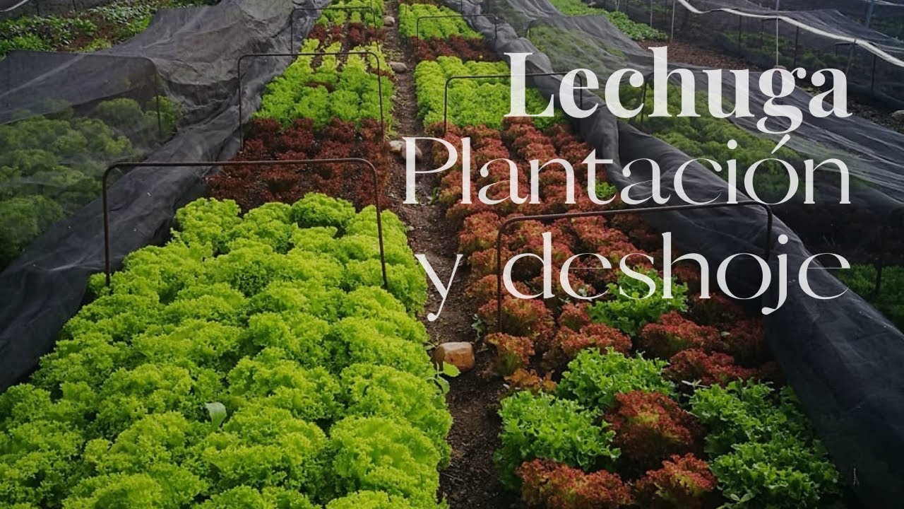LECHUGA | Plantación y deshoje