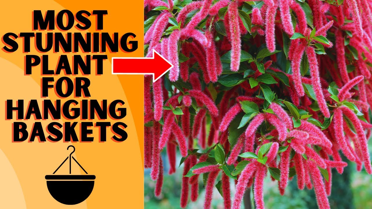 Growing The Most Eye Catching Hanging Basket | Red Hot Cats Tail