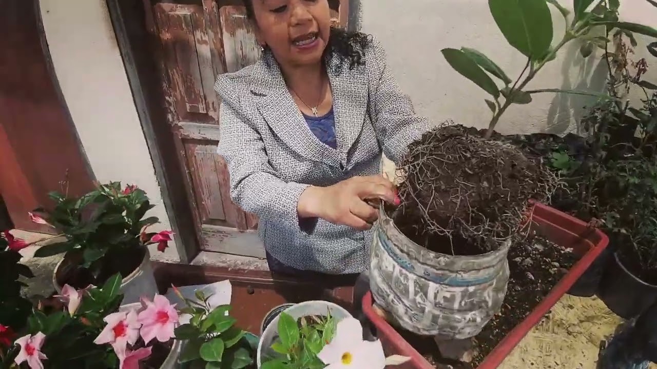 Trasplante y cuidado de la Dipladenia