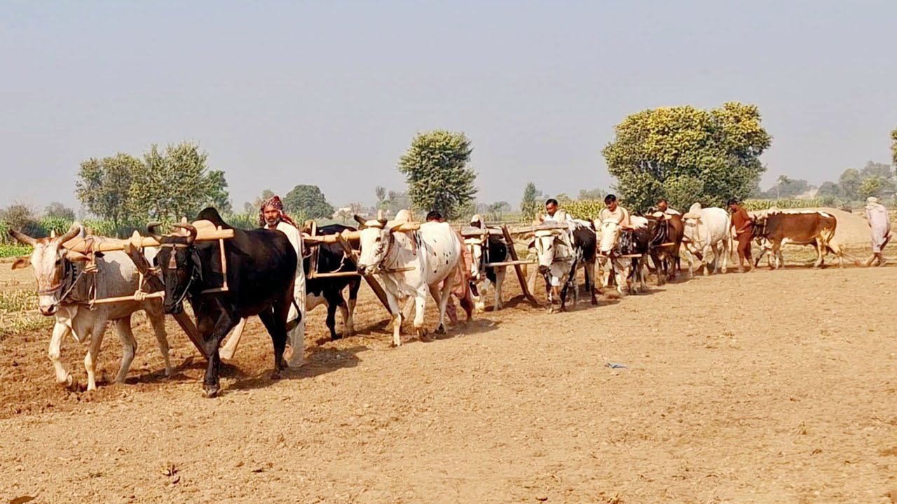 Seven pairs of bulls ploughing the large field | Bull powered plough | Traditional and old punjab