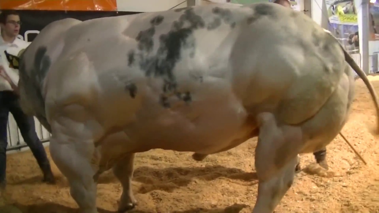 The bull with the highest muscle in the world 🐂