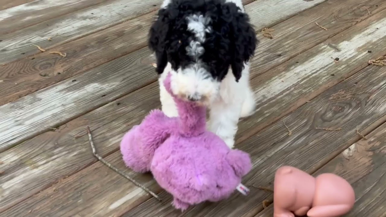 Get to know standard poodle puppies from our Buttercup/Casper litter!
