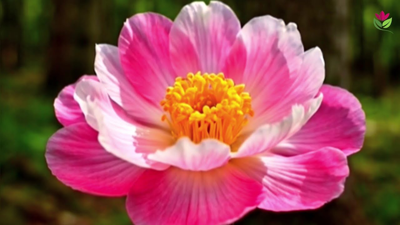 Best movie amazing flower blooming in the forest with the relaxing music soothing.
